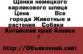 Щенки немецкого карликового шпица › Цена ­ 20 000 - Все города Животные и растения » Собаки   . Алтайский край,Алейск г.